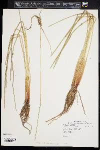 Eleocharis robbinsii image