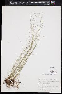 Eleocharis tenuis var. tenuis image