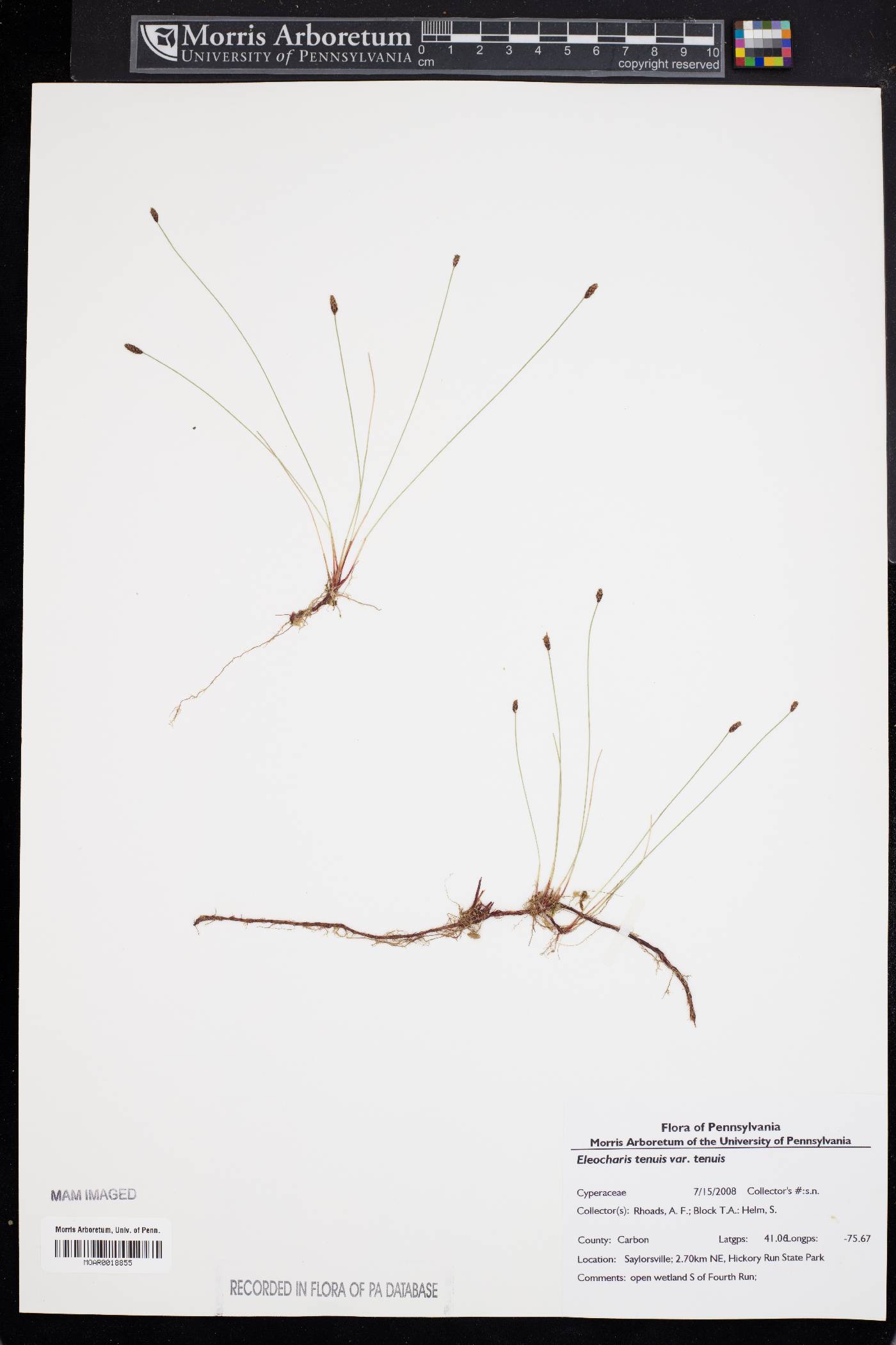 Eleocharis tenuis var. tenuis image