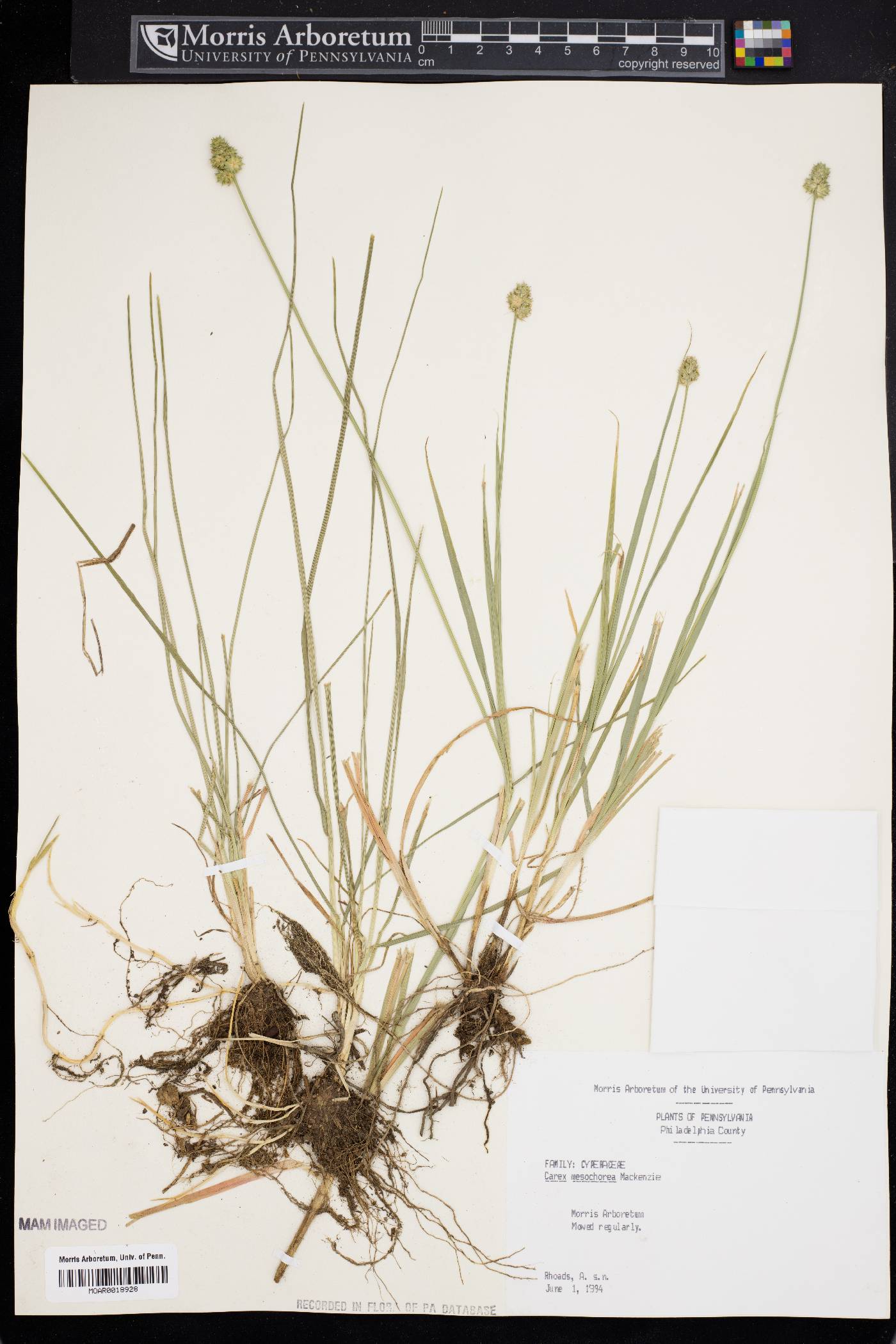 Carex mesochorea image