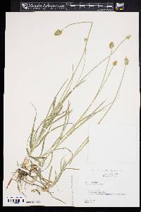 Carex mesochorea image