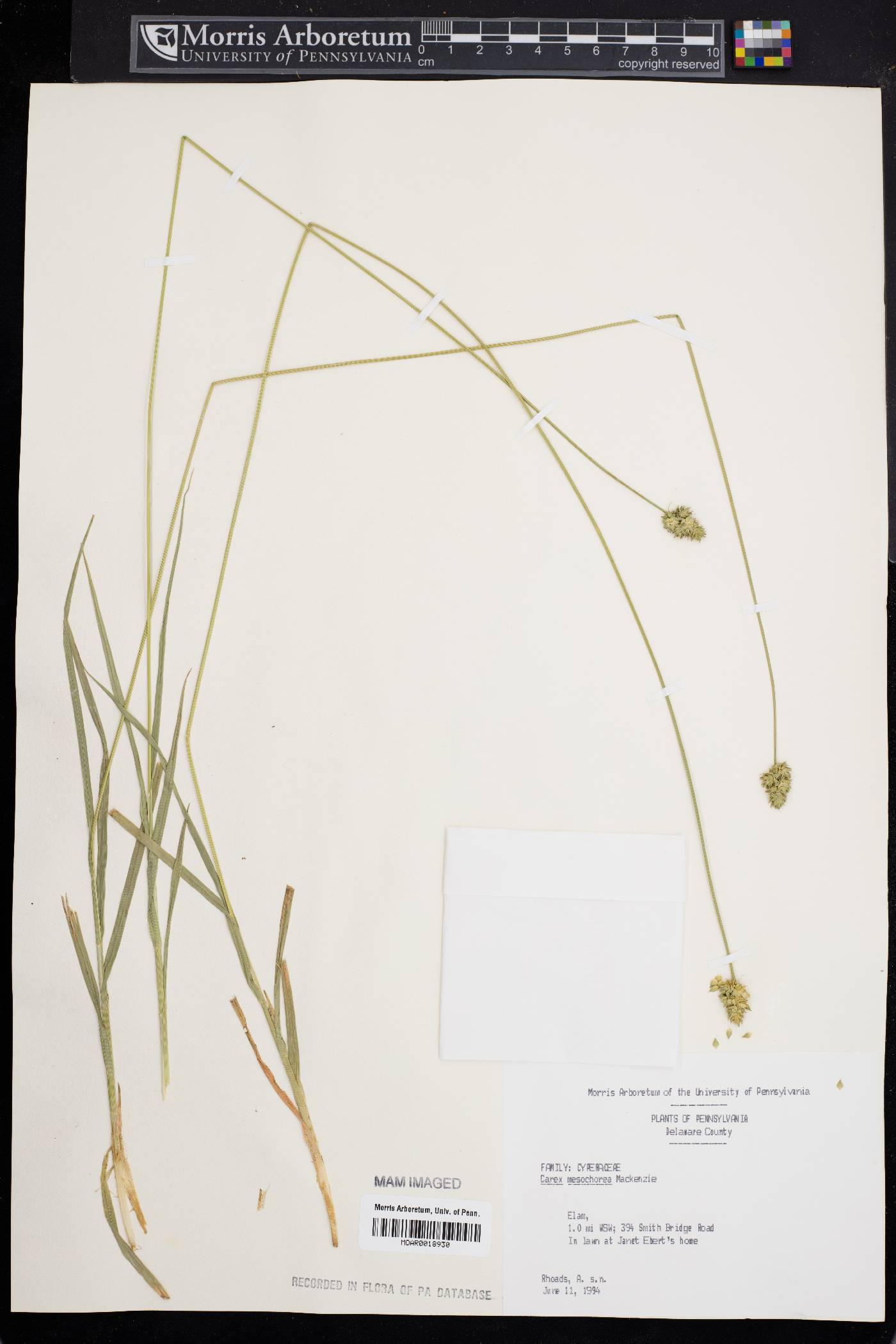 Carex mesochorea image