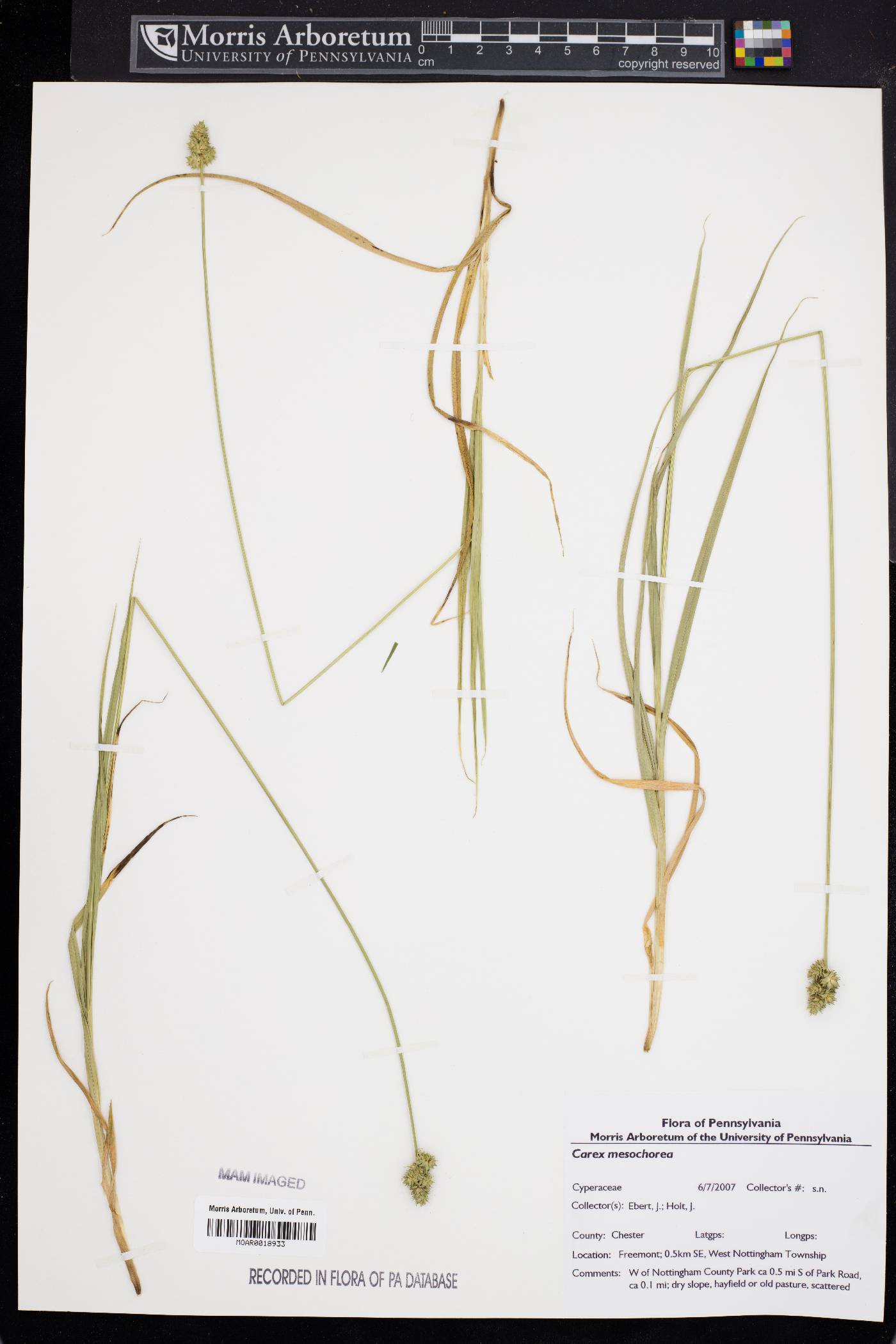 Carex mesochorea image