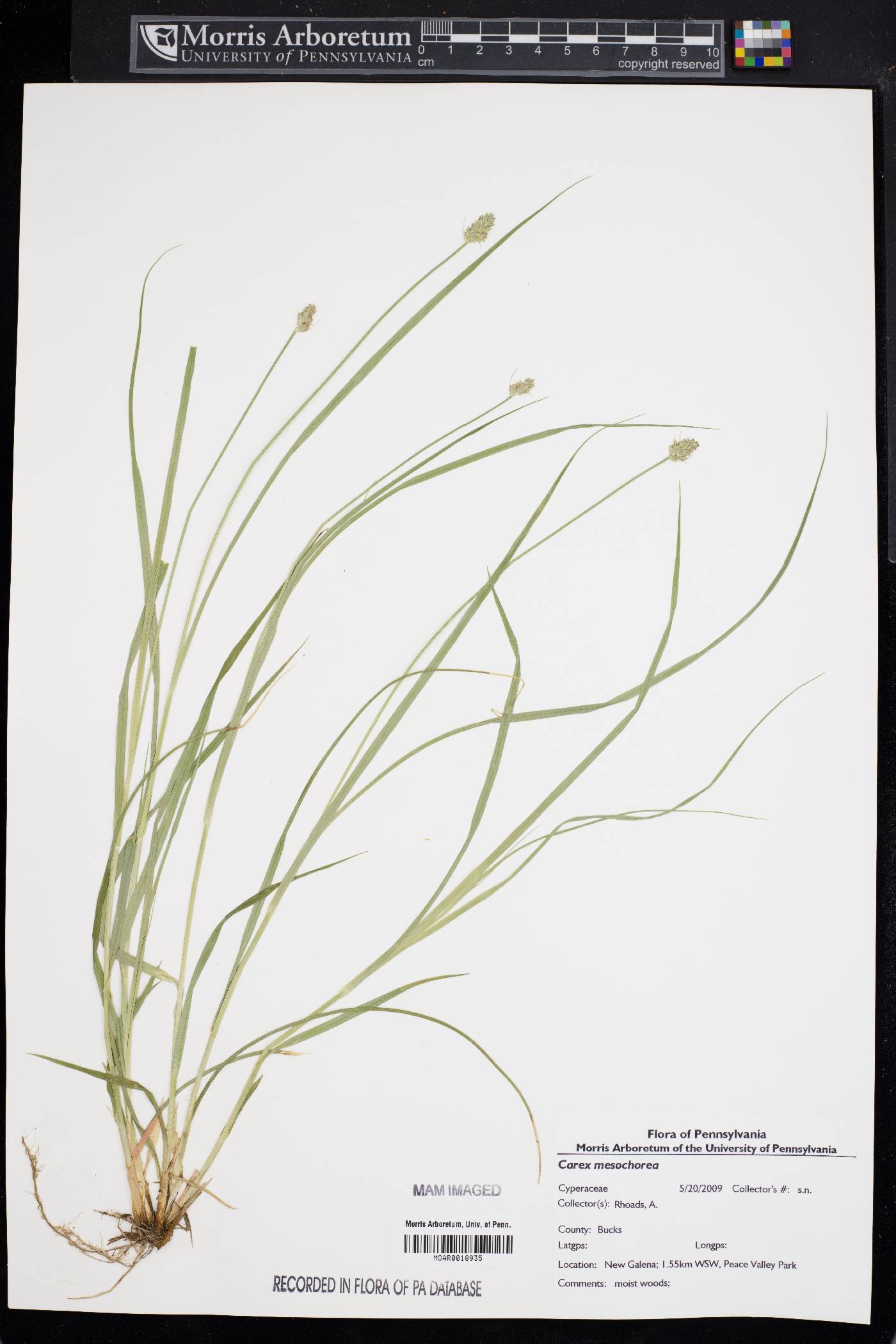 Carex mesochorea image