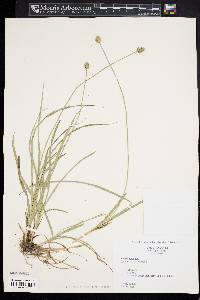 Carex mesochorea image