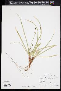 Carex nigromarginata image