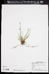 Carex nigromarginata image