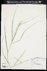 Carex normalis image