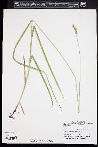 Carex normalis image