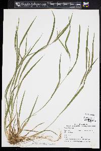 Carex oligocarpa image