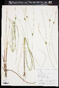 Carex oligosperma image