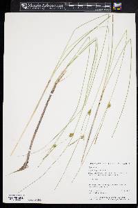 Carex oligosperma image