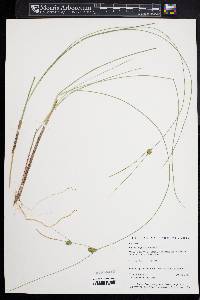 Carex oligosperma image