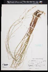 Carex oligosperma image