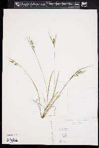 Carex pallescens image