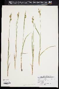 Carex pallescens image