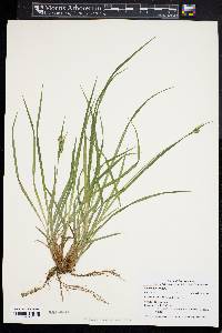 Carex pallescens image