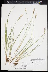 Carex pallescens image