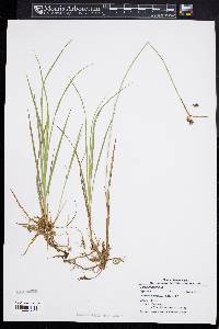 Carex paupercula image