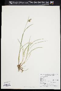 Carex paupercula image