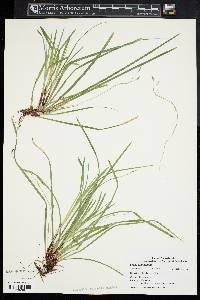 Carex pedunculata image