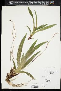 Carex plantaginea image