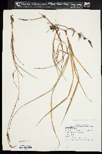 Carex polymorpha image