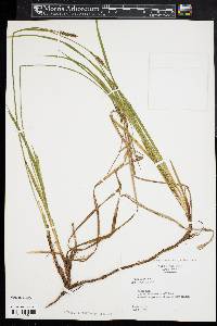 Carex polymorpha image