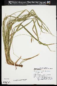 Carex polymorpha image