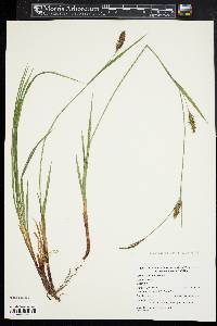 Carex polymorpha image