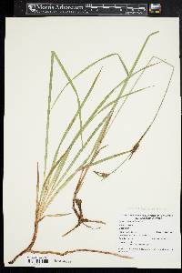 Carex polymorpha image