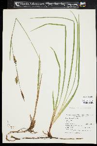 Carex polymorpha image