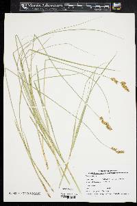 Carex prairea image