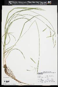 Carex prasina image