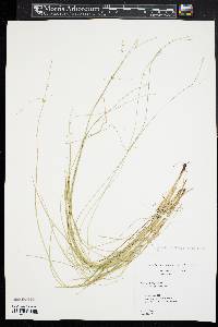 Carex radiata image