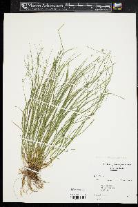 Carex radiata image