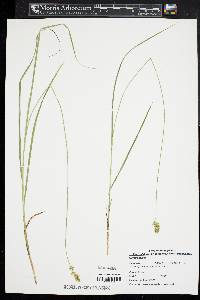 Carex radiata image