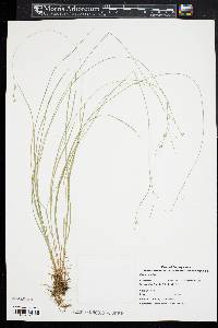 Carex radiata image