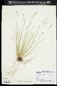 Carex radiata image