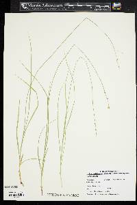 Carex radiata image