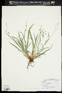 Carex radiata image