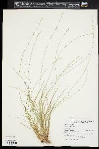 Carex radiata image