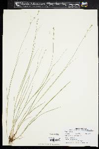 Carex radiata image