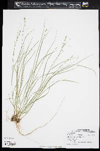 Carex radiata image