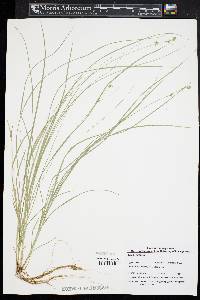 Carex radiata image