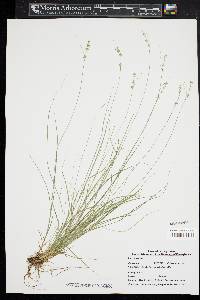 Carex radiata image