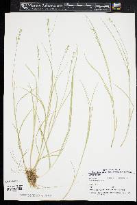 Carex radiata image