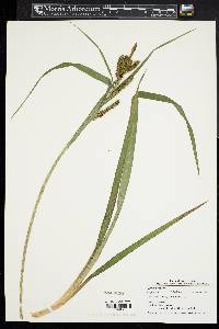 Carex scabrata image