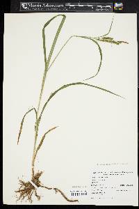 Carex scabrata image