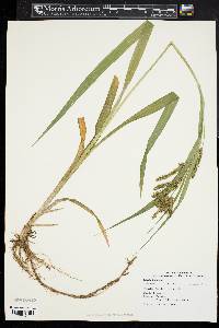 Carex scabrata image